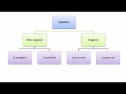 3.3 BIOCHIMICA | 1.1 Cofattori organici
