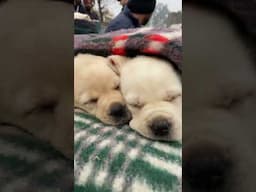 Cutest Labrador #dog #puppy #dogshow