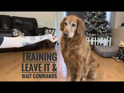 How to train leave it & wait commands