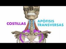 [3D] Músculos profundos del cuello - Escalenos