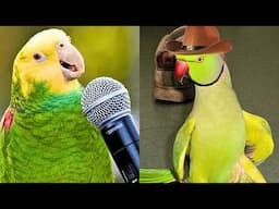 FUNNY AND CUTE PARROTS - TRY NOT TO LAUGH!