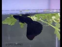 My Black Moscow Breeders & Full Black Moscow Breeders & Pre Release of Available Fish