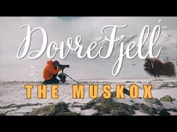 "Encountering the Legendary Muskox of Dovrefjell | Wildlife Photography Adventure"