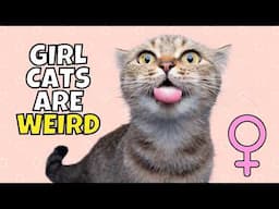 5 Super Weird Female Cat Behaviors (#3 is Loud)