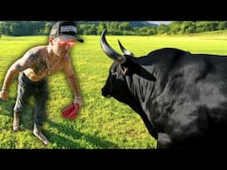 Whistlindiesel Threatens Rabid Bull