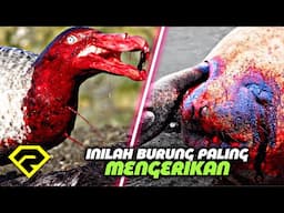 MENGERIKAN, Inilah Burung Predator Paling Agresif Dan Berbahaya Di Dunia!!