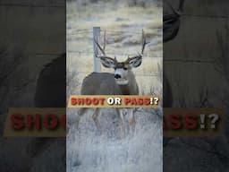 SHOOT or PASS!? 190+ Buck?