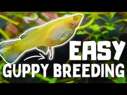 Guppy Fish Breeding: 10 Tips to Breed Guppies FASTER!