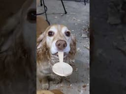 Charlie trying to help finish this spoon. #woodenspoon