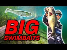 Master Big Bait Bass Fishing (Pro Tips from Matty Wong | Bass University Tutorial)