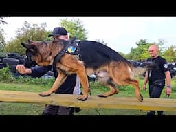 Handsome young German Shepherd male named Jason undergoes obstacle course training. #REXZONE Одесса