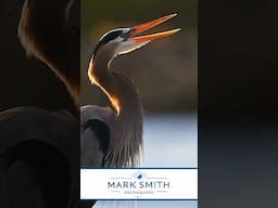 Have you ever watched the sun rise through the beak of a great blue heron?