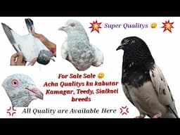 Teedy, Kamagar, Sialkoti breeds for Sale || Acha Rate per