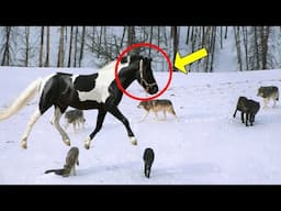 The Horse Approached Six Wild Wolves,But Then He Did Something That Shocked Everyone!