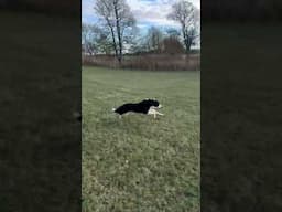 3 border collies race