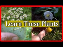 You NEED to Learn These 4 Poisonous Plants