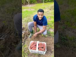 Sweet potato 🍠 #harvest    #countryliving #family