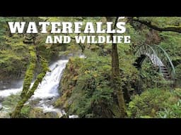 Relaxing waterfalls and wildlife