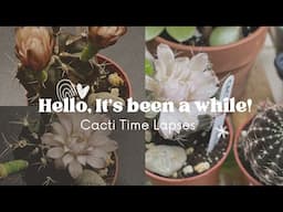 Hello, It's been a while - Cacti Time-lapses