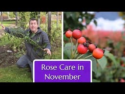 Rose Care in November