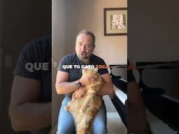 😸🎹¿Te ha pasado que tu gato toca el piano mejor que tú? 🐾🎹