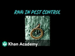 RNAi in Pest Control | Biotechnology and its Applications  | Class XII | Biology  | Khan Academy