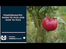 Pomegranates: How and When to Pick