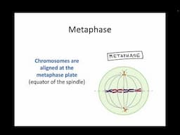 AH Biology 1.5b The Cell Cycle