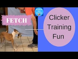 Clicker Training Fun To Teach Fetch