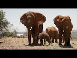 Ex-Orphan Elephant Mudanda's Hours-Old Baby | Sheldrick Trust