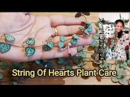 String Of Hearts Plant Care #stringofhearts #groplants #indoorplants