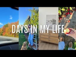 FALL VLOG: apple picking, trader joes haul, apartment projects, etc.