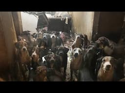 Hoarder Dogs: God's Dogs Rescue Saves Puppies from Hoarding, Prepares for Adoption