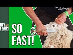 FASTEST BLADE IN THE WEST! - Three Counties Show Shearing 🐑