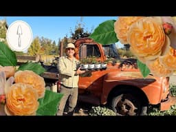 Planting Edible Roses at Park Winters Flower Farm! Proven Winners Flavorette Roses 🍽️ 🌹