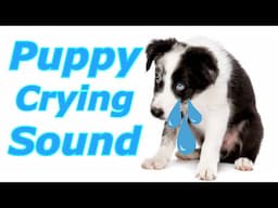 Puppy Crying Sound ~ Dog Crying Sound  to Stimulate Your Dog #dogcrying,#prankyourdog #prankmydog