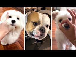 The Funniest Doggos Taking Over YouTube! 🐶 Cutest Dogs Compilation! 🐶