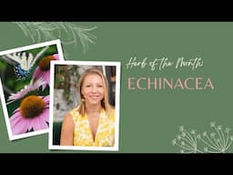 Herb of the Month: Echinacea