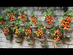 I TURNED A WALL INTO A TOMATO PARADISE!