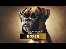 Boxer - Full History