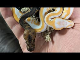 Breeding Loan Holdback Ball Pythons!