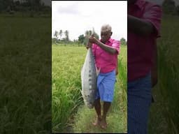 Delicious Mud Fish Recipe🦈🐟🔥 Giant Fish Cooking Inside Clay #shorts