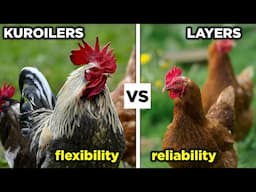 Layers Vs Kuroilers | Which is BETTER?