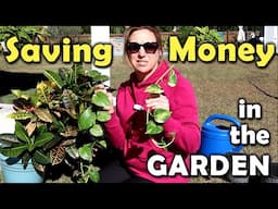 Money SAVING Projects and Propagation Tips in My Carolina Garden