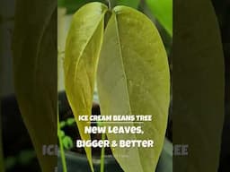 Ice Cream Bean Tree: New Leaves Will Shock You! - Anarchy Farm #icecreambean