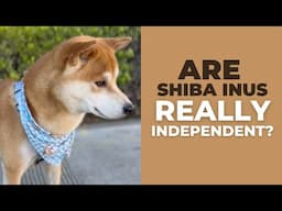 Are Shiba Inus REALLY that Independent? The honest truth...