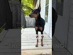 Say What?! #dog #funny #puppy #doberman #dobermanpinschers #dobermanpuppy #dogsfunny