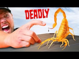 STUNG by a Deadly Scorpion!