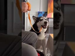 Huskies are pro at saying NO🤣 The Most Dramatic Huskies | Normal dogs vs Huskies 🤣 #husky #shorts