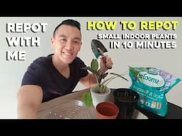 Repot with me | How to repot small indoor plants in 10 minutes | Simple tips for EASY repotting